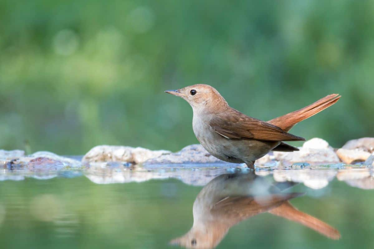 Cute Common Nightingale standing in a pond.