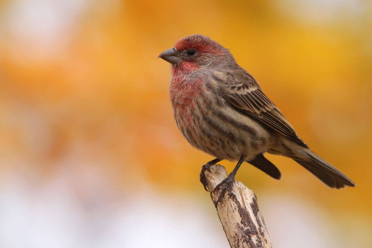 Cute House Finch standing on an old wooden pole.