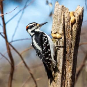 A beautiful Downy Woodpecked pecking on an old tree.