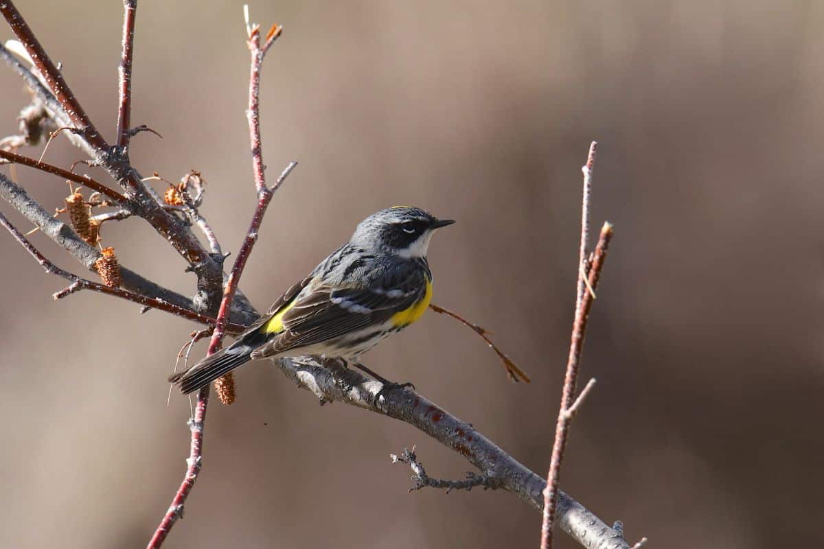 A cute Myrtle Warbler perched on a branch.