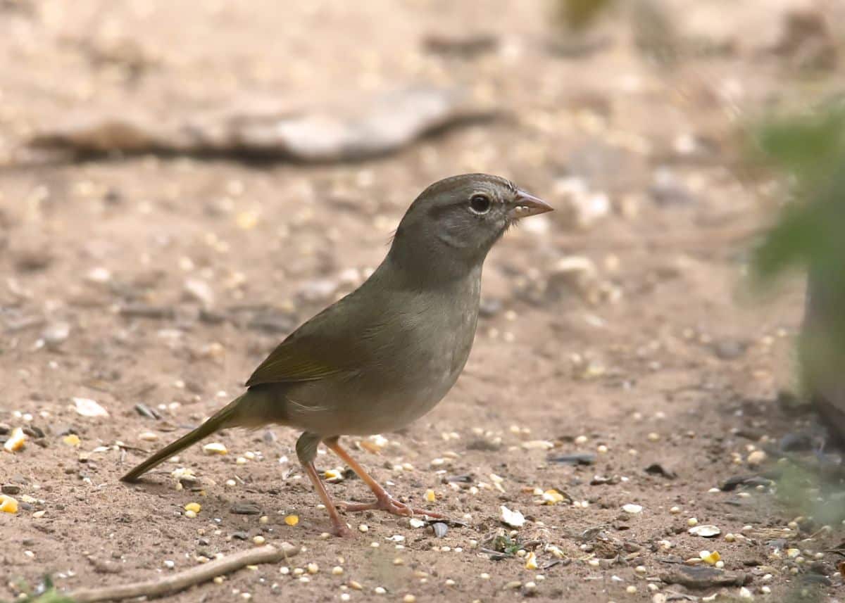 A cute, curious Olive Sparrow standing on the ground.