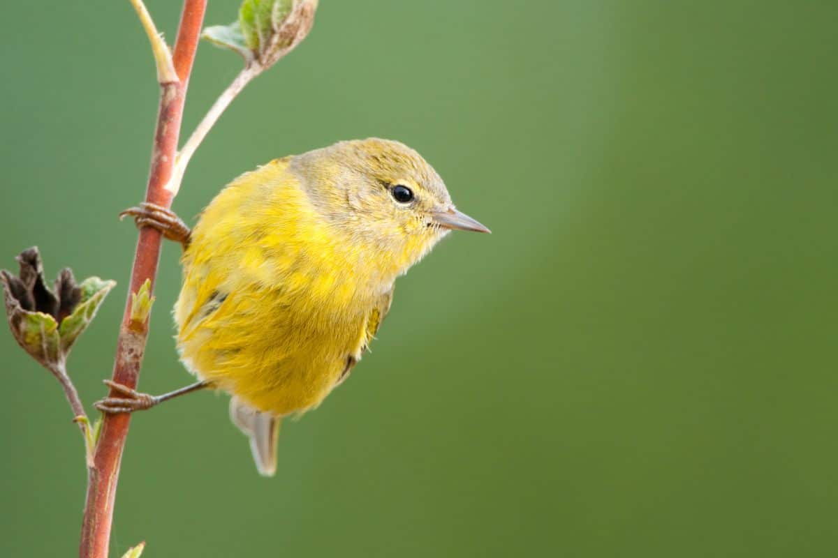 A cute Orange-crowned Warbler perched on a thin branch.