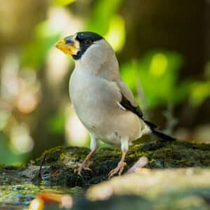 A beautiful japanese grosbeak standing on a woden log covered by moss.