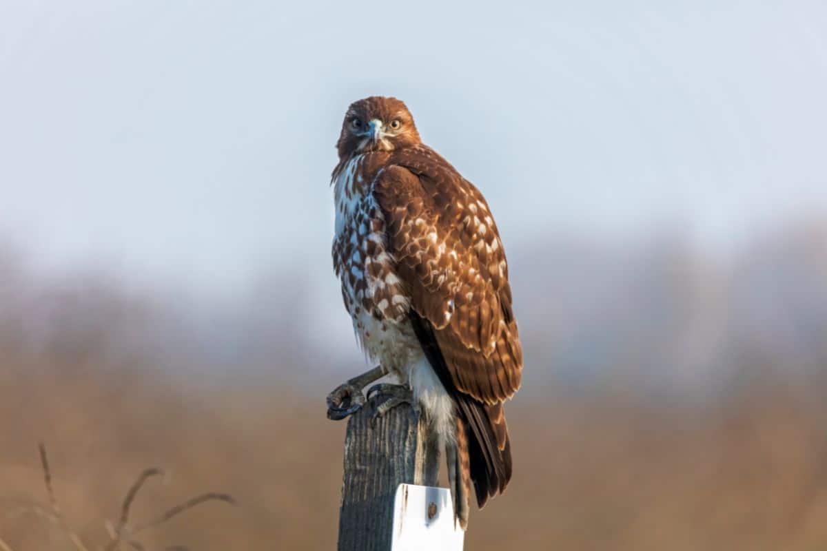 A beautiful Red-Tailed Hawk perched on a wooden pole.