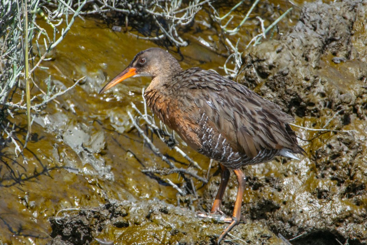 An adorable Ridgway’s Rail walking in a swamp.