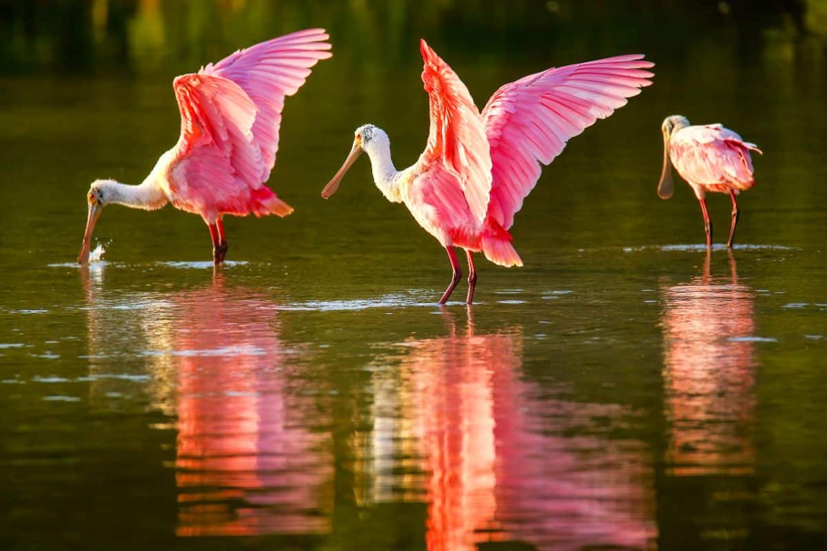 Three Roseate Spoonbills standing in water.