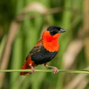 A cool-looking orange-black bird sitting on a straw.