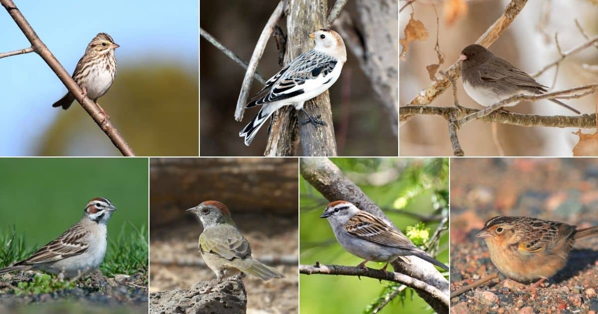 Seven images of types of sparrows in Texas.
