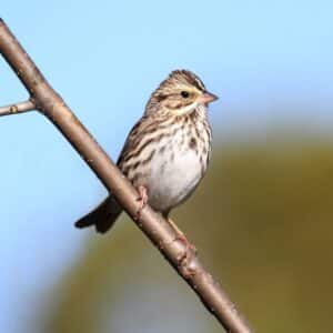 A cute Savannah Sparrow perched on a branch.