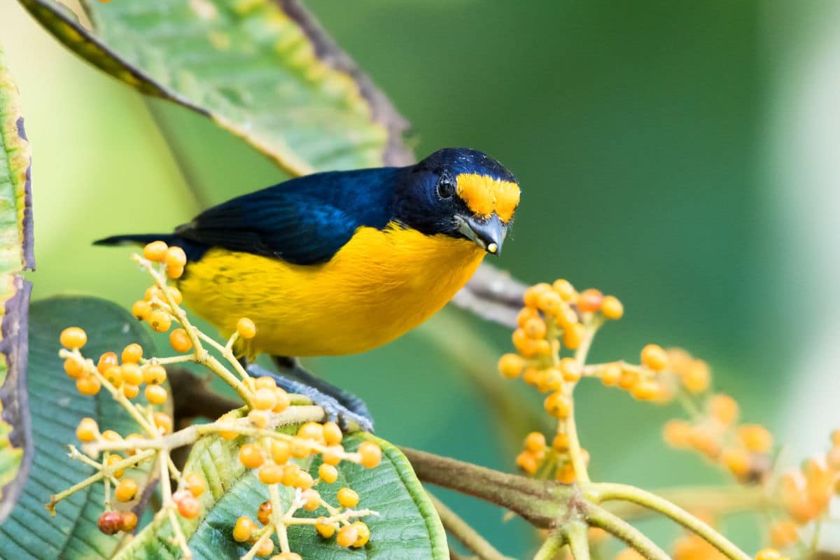 A beautiful Violaceous Euphonia standong on a bush branch and eating berries.