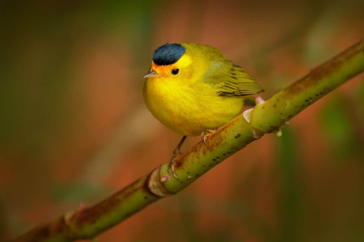 A cute Wilson Warbler perched on a branch.