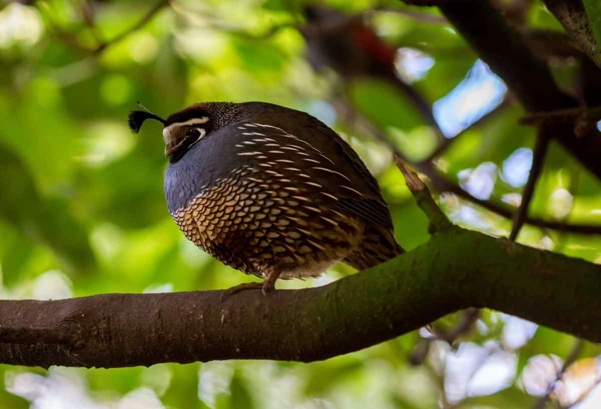 A beautiful California Valley Quail perched on a tree.
