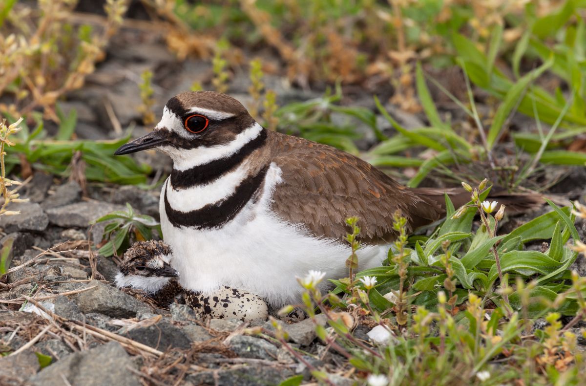 A cute Killdeer sitting in a nest on the ground.
