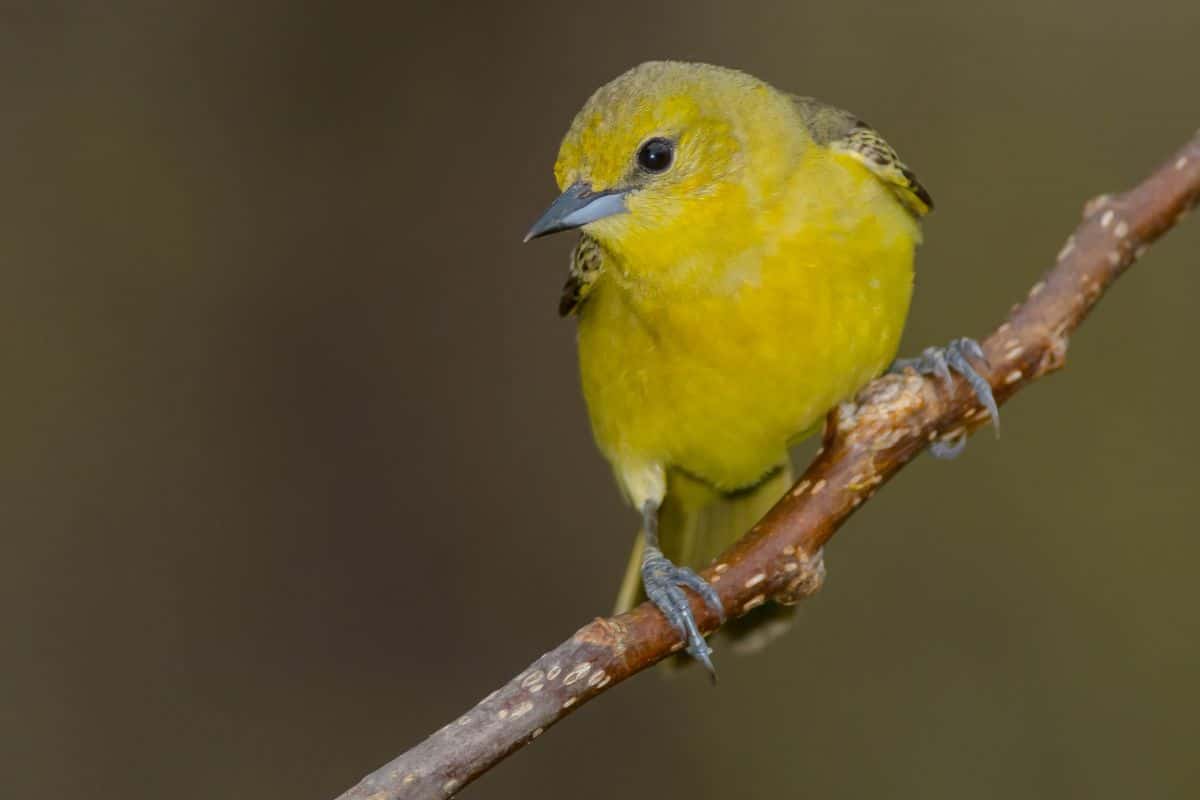 A cute Orchard Oriole perched on a branch.