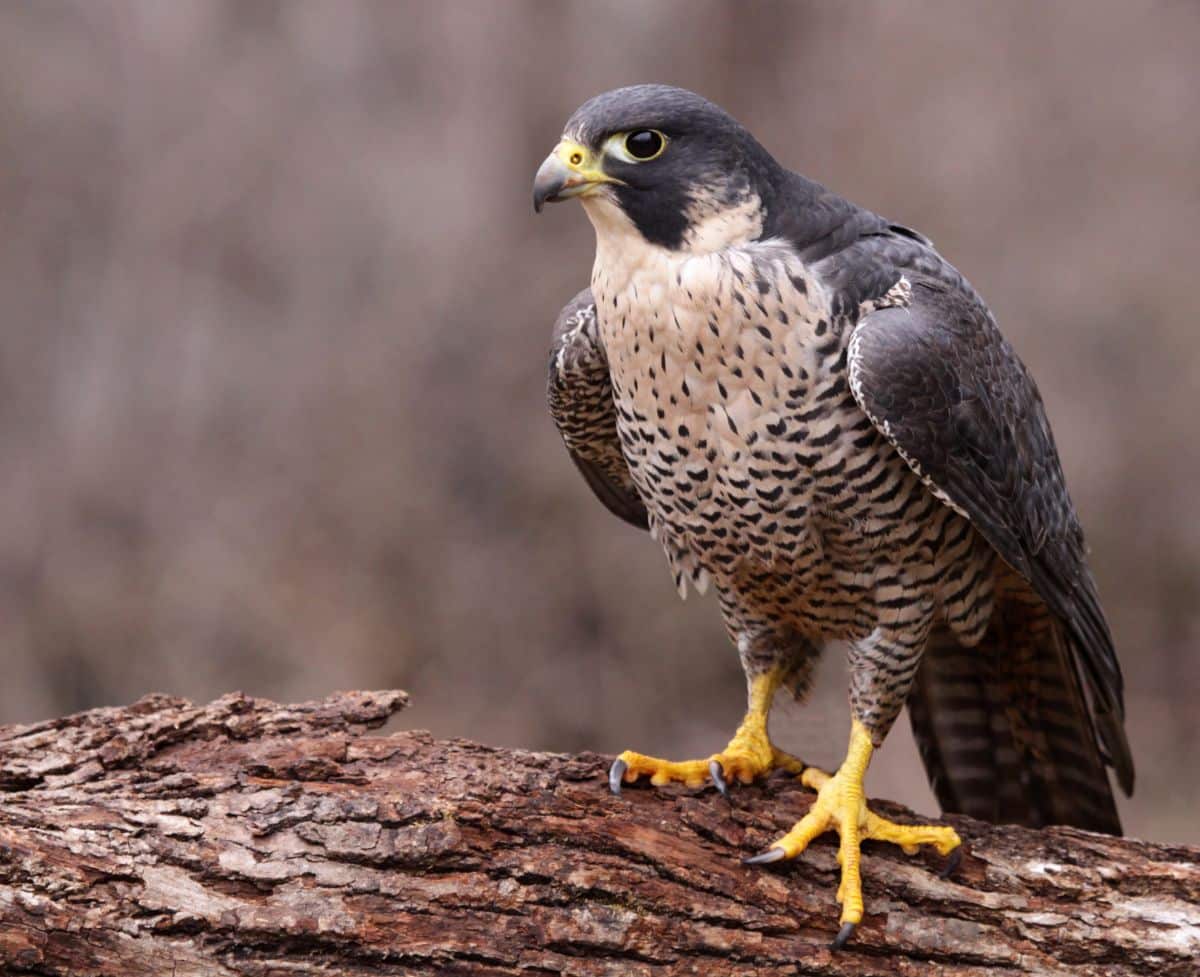 A beautiful Peregrine Falcon perched on a tree log.