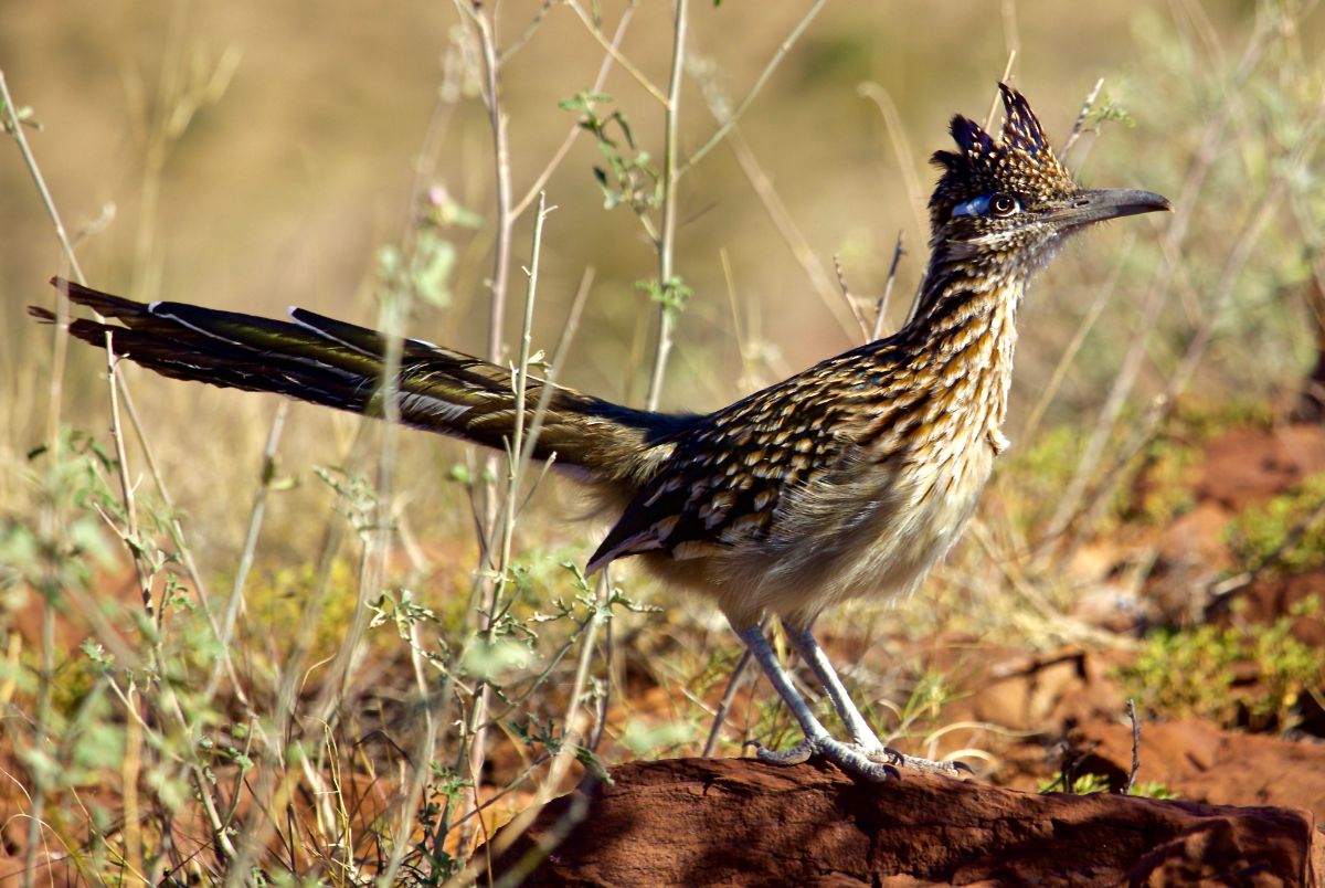 An adorable Roadrunner standing on a rock.