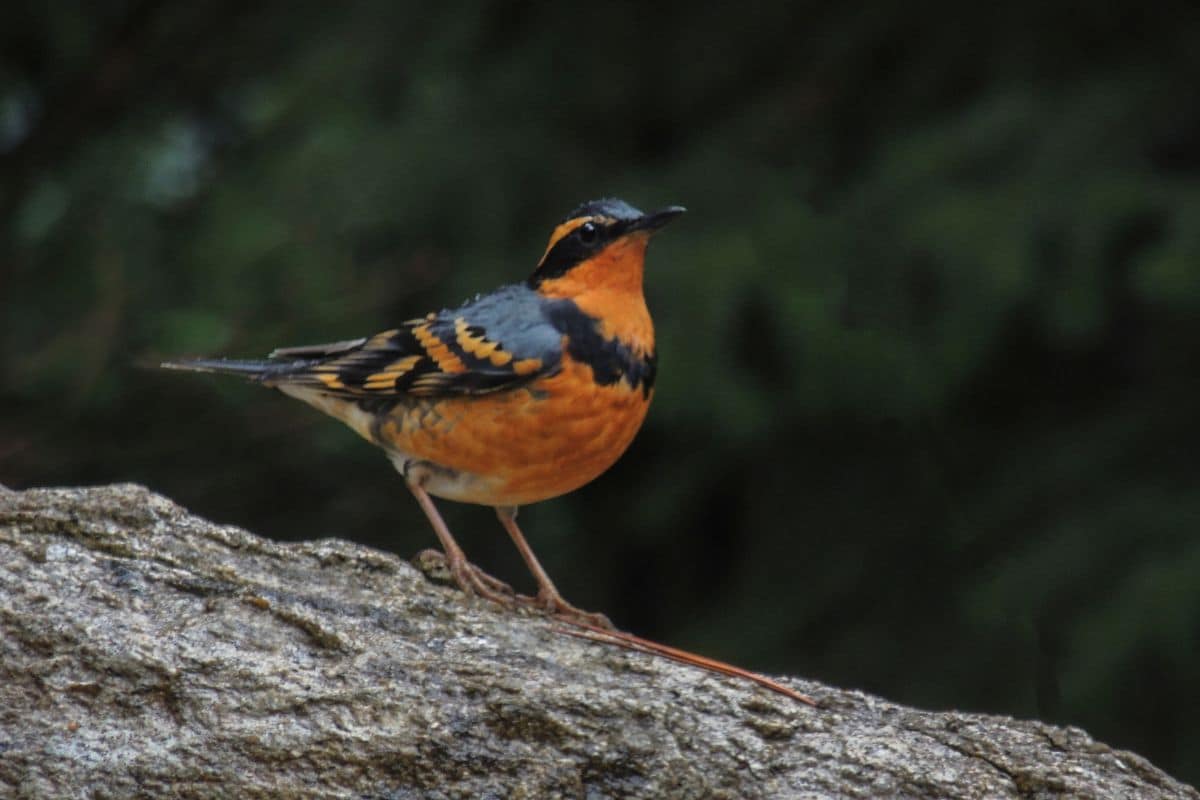 A cute Varied Thrushsanding on a big rock.