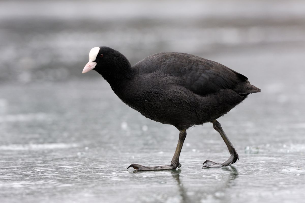 A cute Coot walking on a beach.