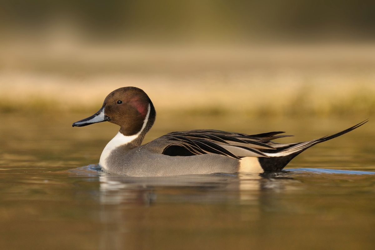 A beautiful Northern Pintail swimming in water.