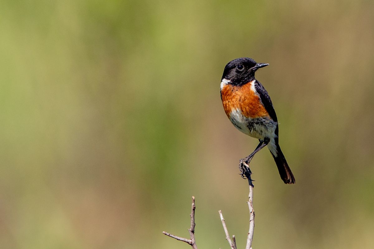 A cute Orchard Oriole perching on a top of thing branch.