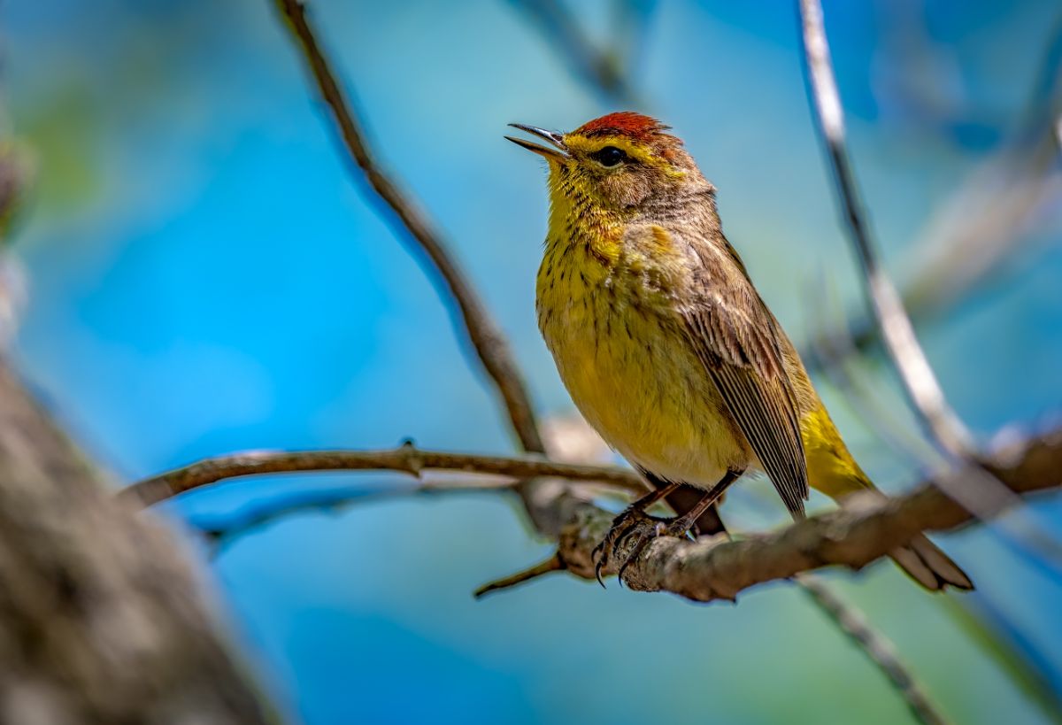 A beautiful Palm Warbler perched on a branch.