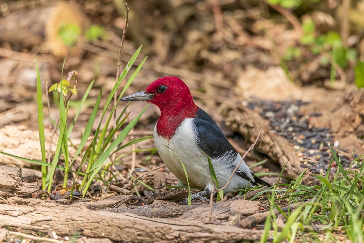 A beautiful Red-headed Woodpecker standing on the ground.