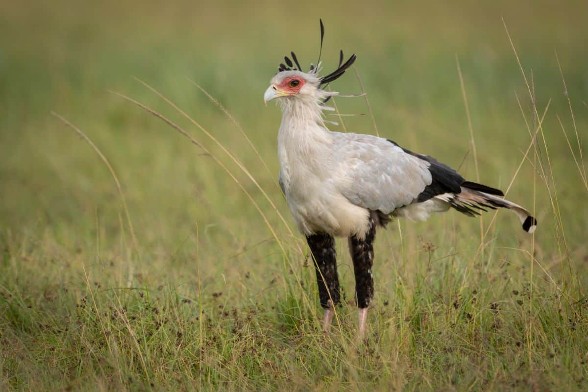 A cool-looking Secretary Bird standing on a field.