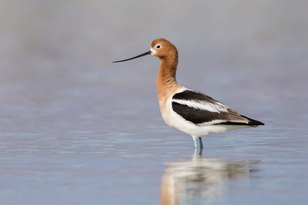 A cute American Avocet standing in shallow water.