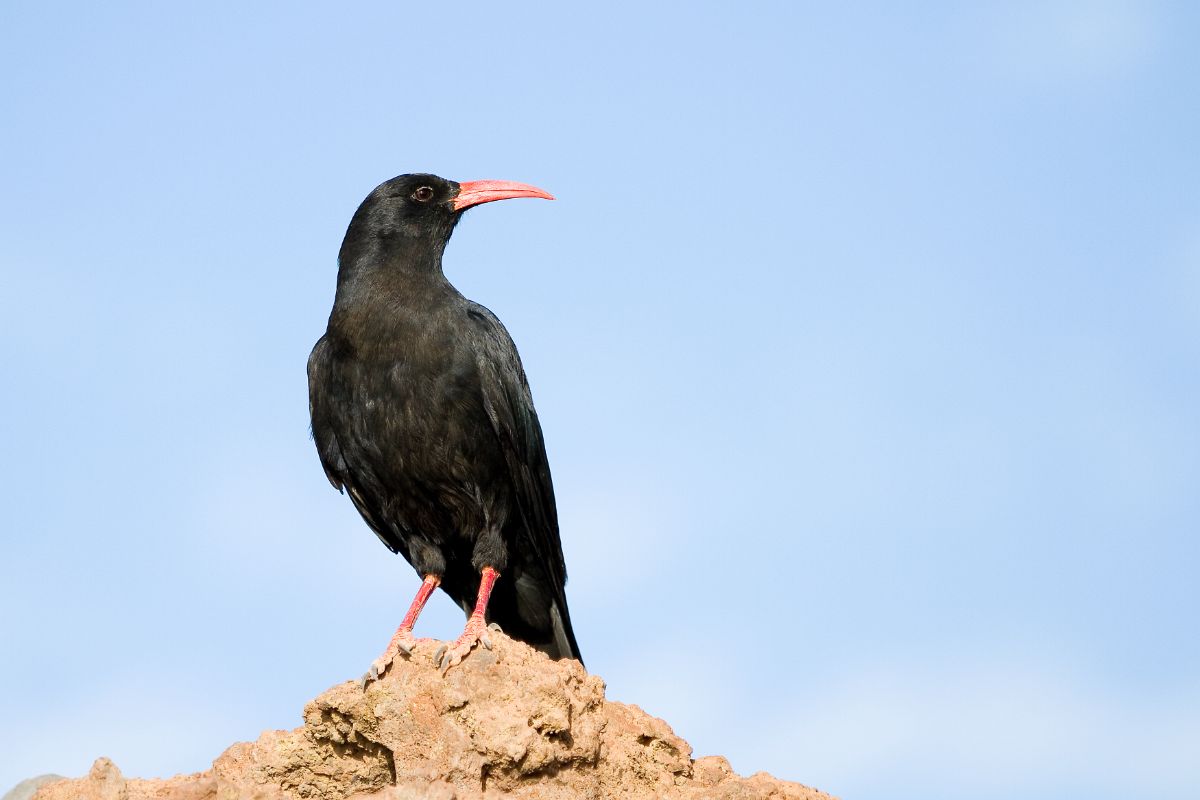 A beautiful Chough perched on rocks on a sunny day.