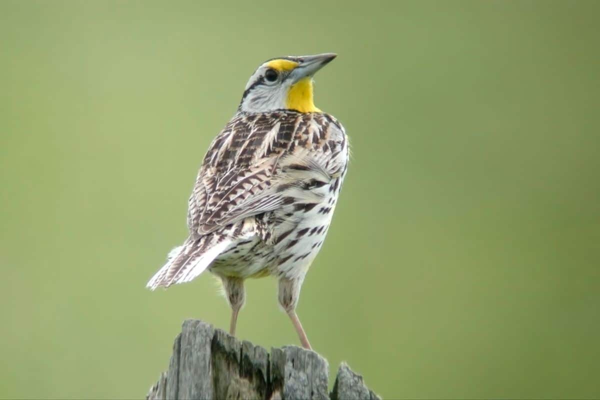 A cute Eastern Meadowlark perched on a wooden pole.