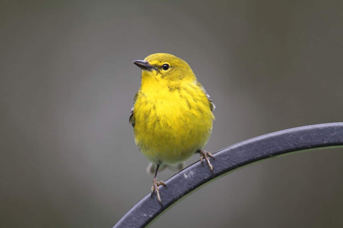A cute Pine Warbler perched on a metal fence.