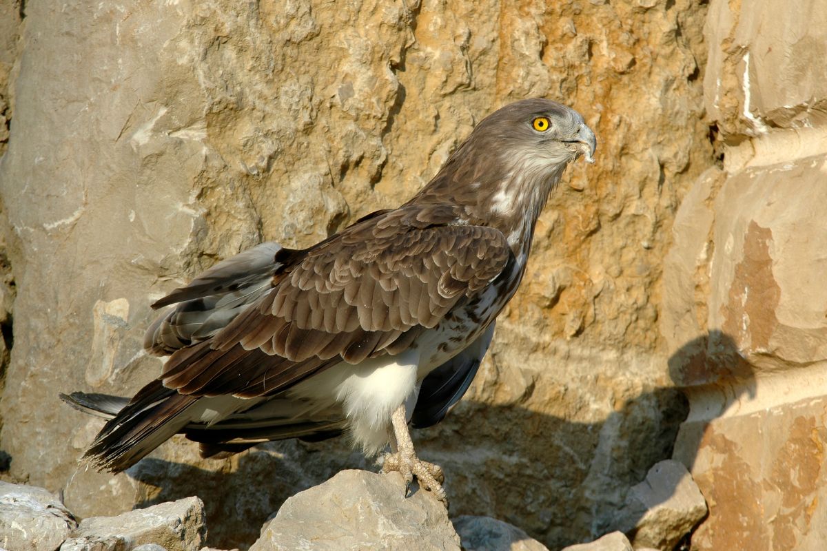 A beautiful Short-Toed Eagle standing on a rock.