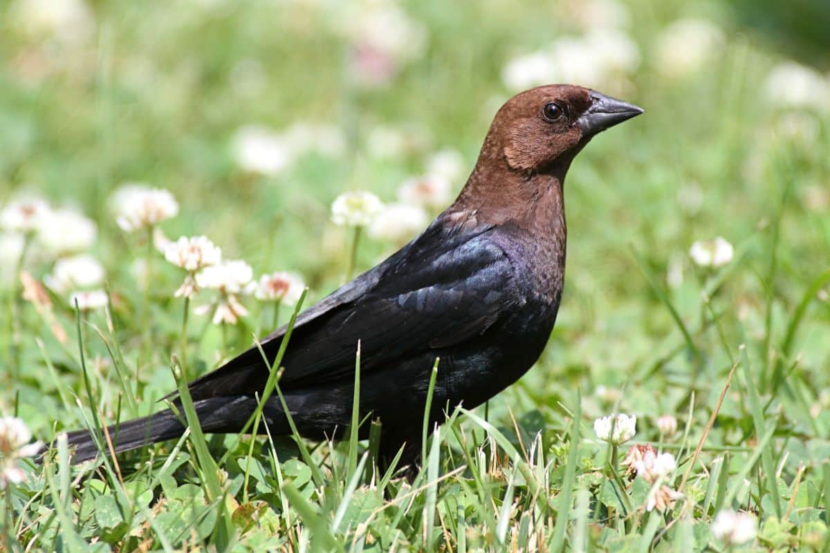 A cute Cowbird standing on a meadow with flowers.