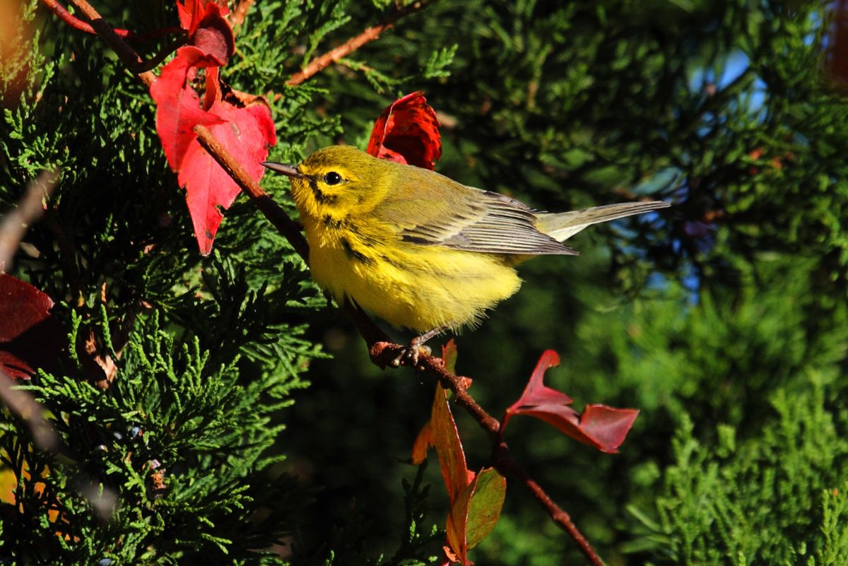 A beautiful Prairie Warbler perched on a branch with leaves.
