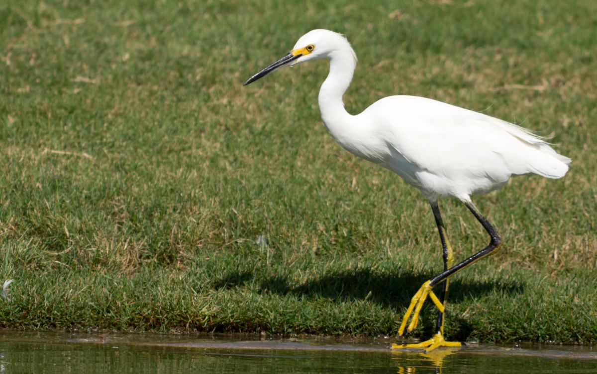 A beautiful tall Snowy Egret walking near water.