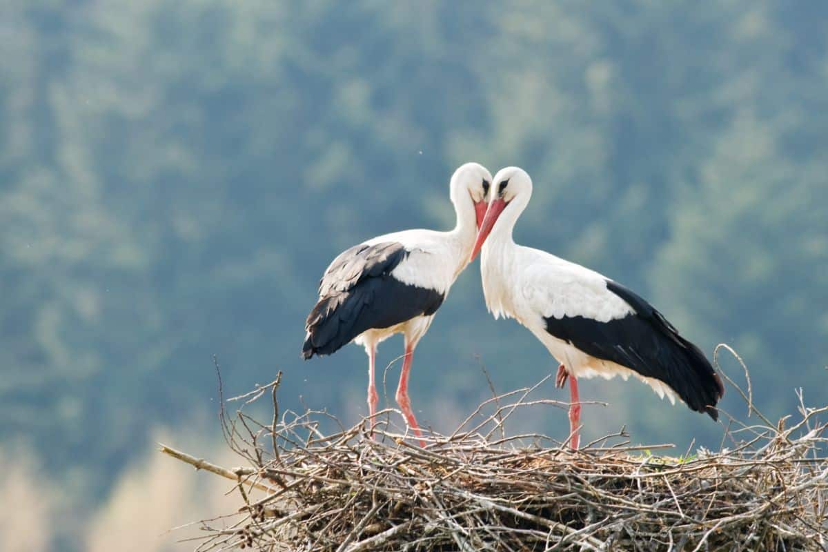 Two beautiful Storks standing in a nest.