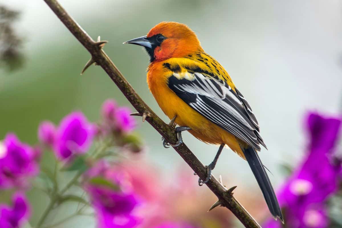 A beautiful Streak-Backed Oriole perching on a branch.