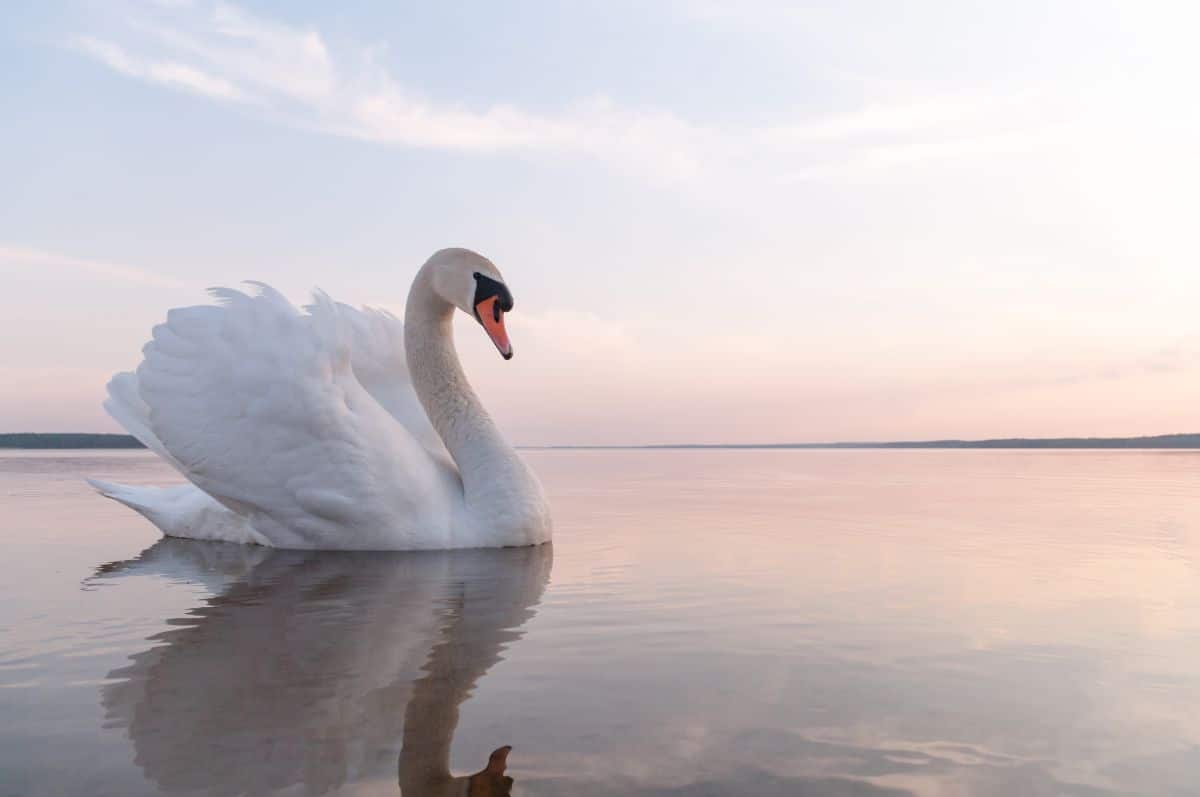 A beautiful majestic Swan swimming in water.