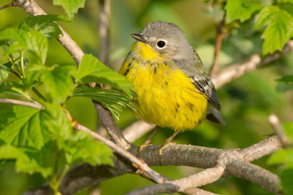A cute Canada Warbler perched on a branch.
