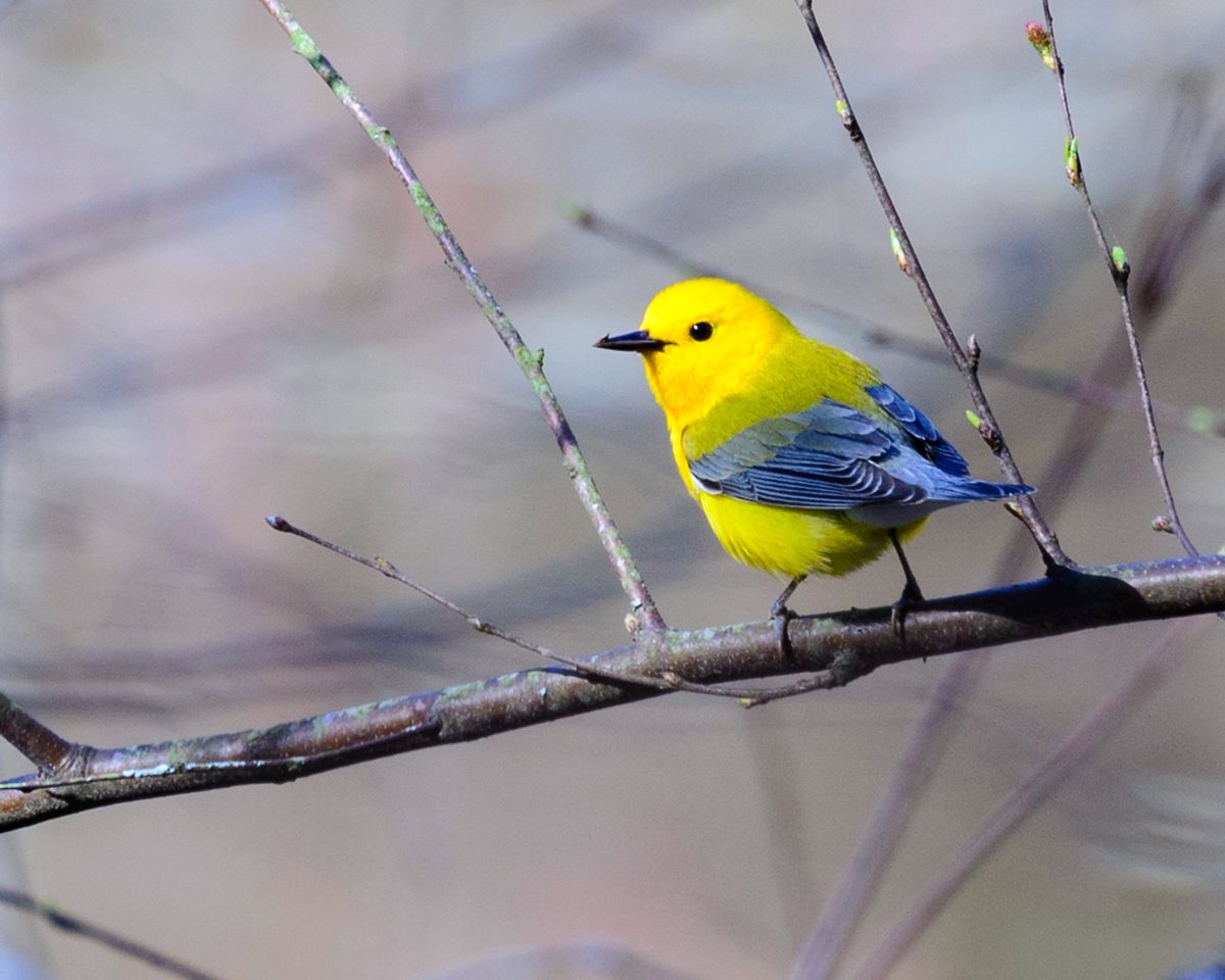A cute Prothonotary Warbler perched on a branch.