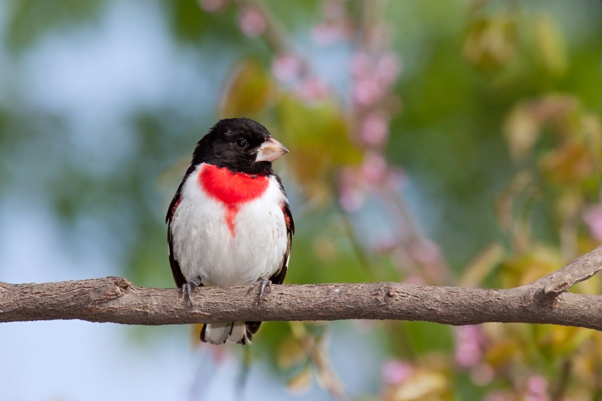 A cute Rose-breasted Grosbeak perched on a branch.