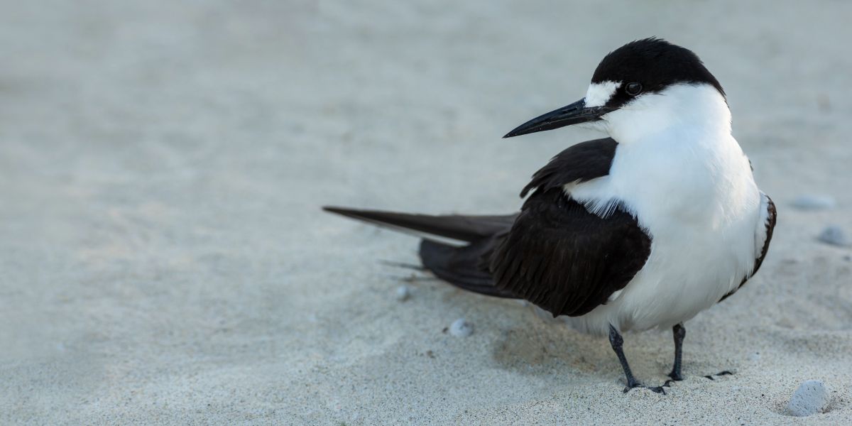 A cute Sooty Tern standing in the sand.