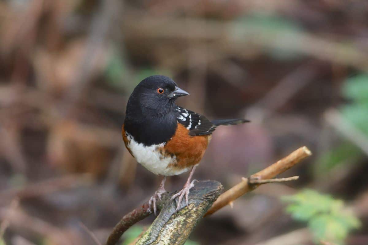 A cute Spotted Towhee perching on a branch.