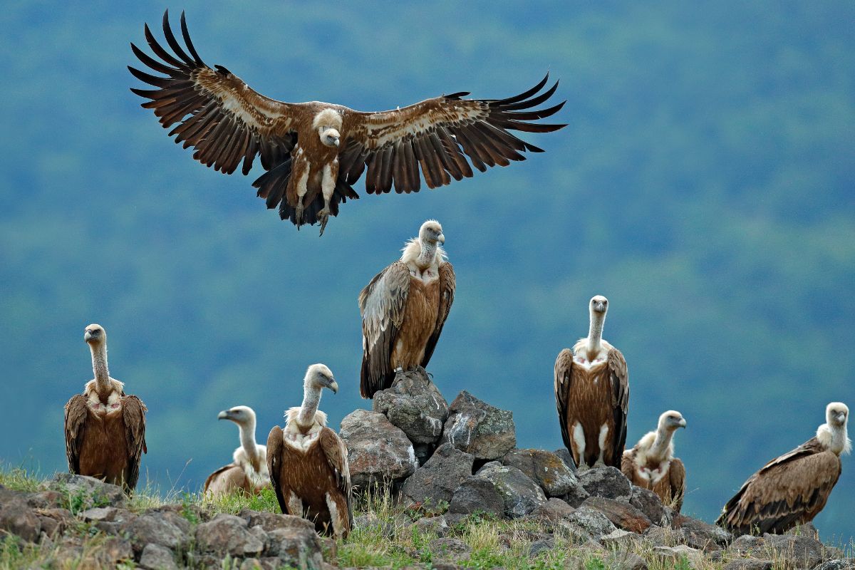 A bunch of big Vultures in the countryside.