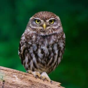 An adorable Burrowing Owl perched on a wooden log.