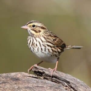 A cute Savannah Sparrow perched on a wooden pole.