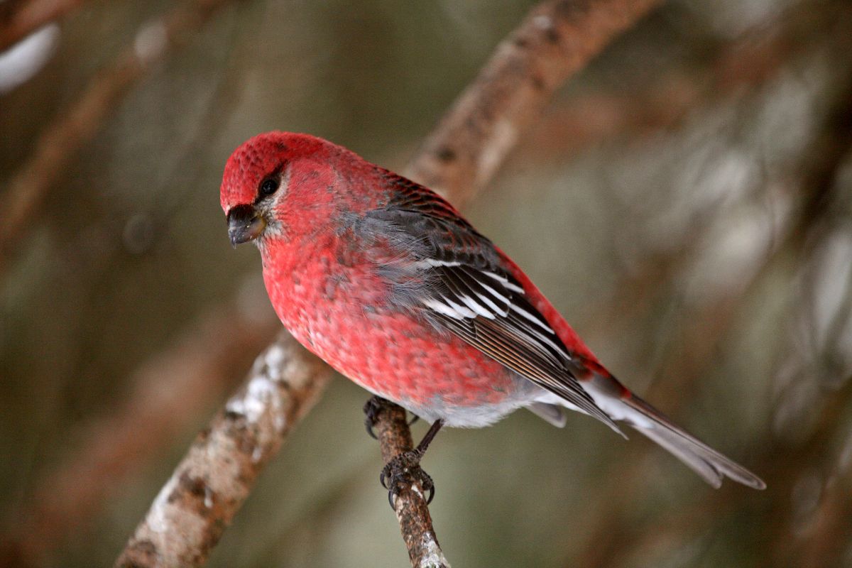 A beautiful Crossbill perched on a branch.