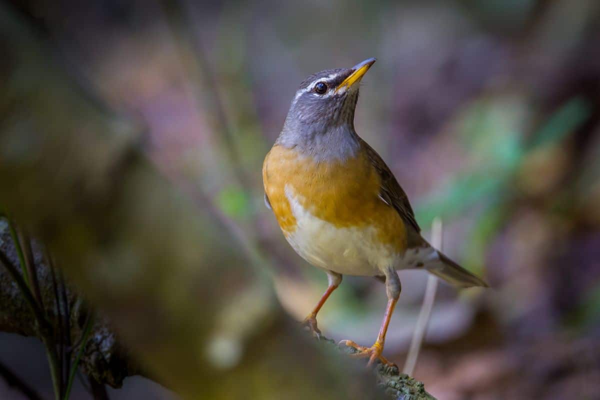 A cute Eyebrowed Thrush perching on a branch.