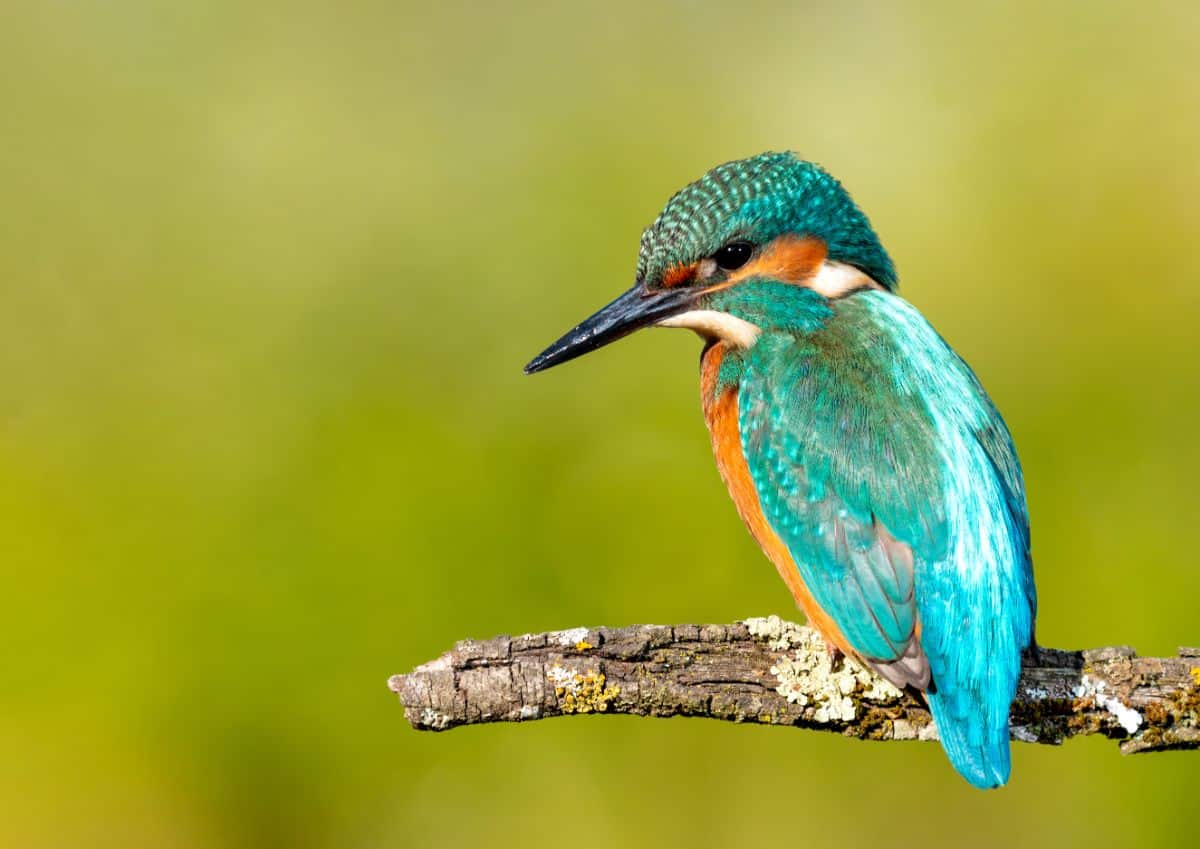 A beautiful Green Kingfisher perched on an old branch.