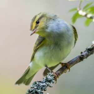 A beautiful Wood Warbler perched on a branch.